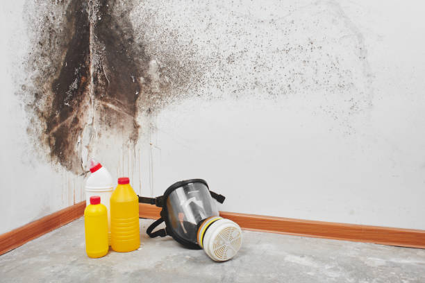 Best Home Mold Removal  in New Cumberland, WV