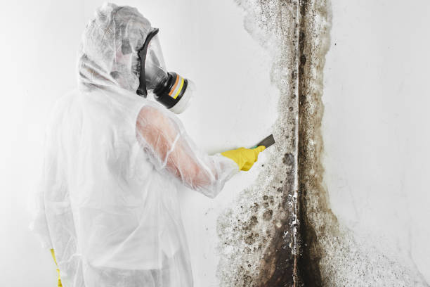 Best Certified Mold Removal  in New Cumberland, WV