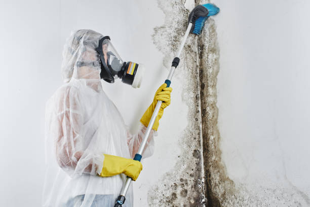 Best Same-Day Mold Removal  in New Cumberland, WV