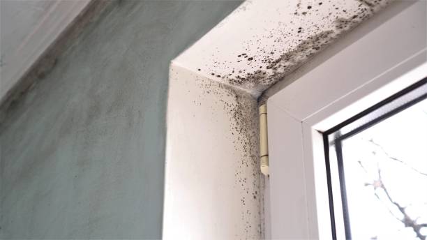 Best Residential Mold Removal  in New Cumberland, WV