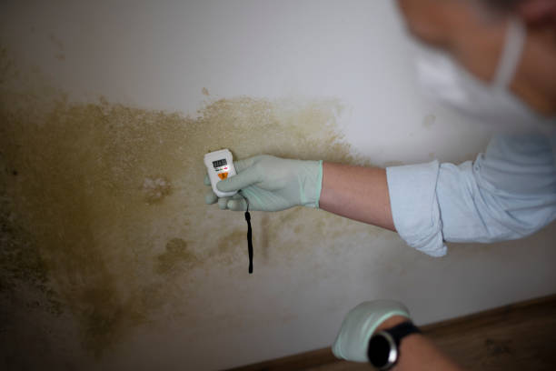 Best Local Mold Removal Service  in New Cumberland, WV