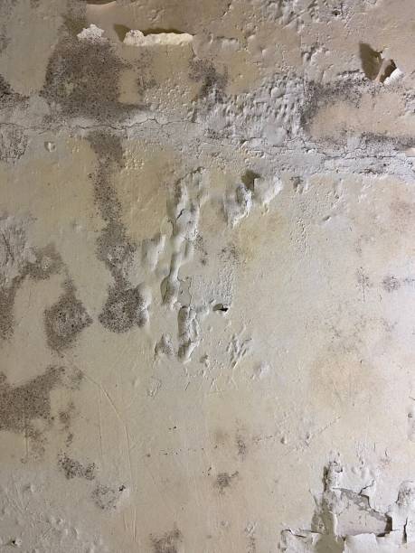 Best Same-Day Mold Removal  in New Cumberland, WV