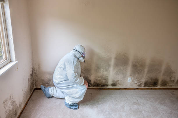 Best Crawl Space Mold Removal  in New Cumberland, WV