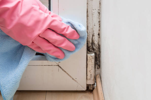 Best Toxic Mold Removal  in New Cumberland, WV