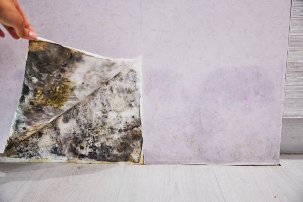 Best Mold Damage Repair  in New Cumberland, WV